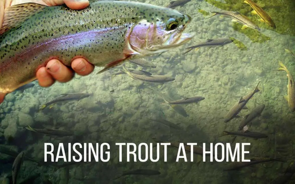 Raising Trout at Home (Homestead Farming for Food Independence