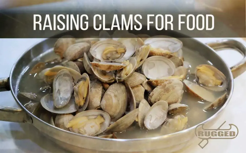 Raising Clams for Food (Homestead Farming for Food Independence