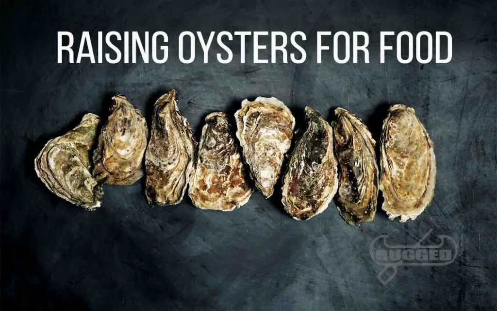 Raising Oysters for Food (Homestead Farming for Food Independence