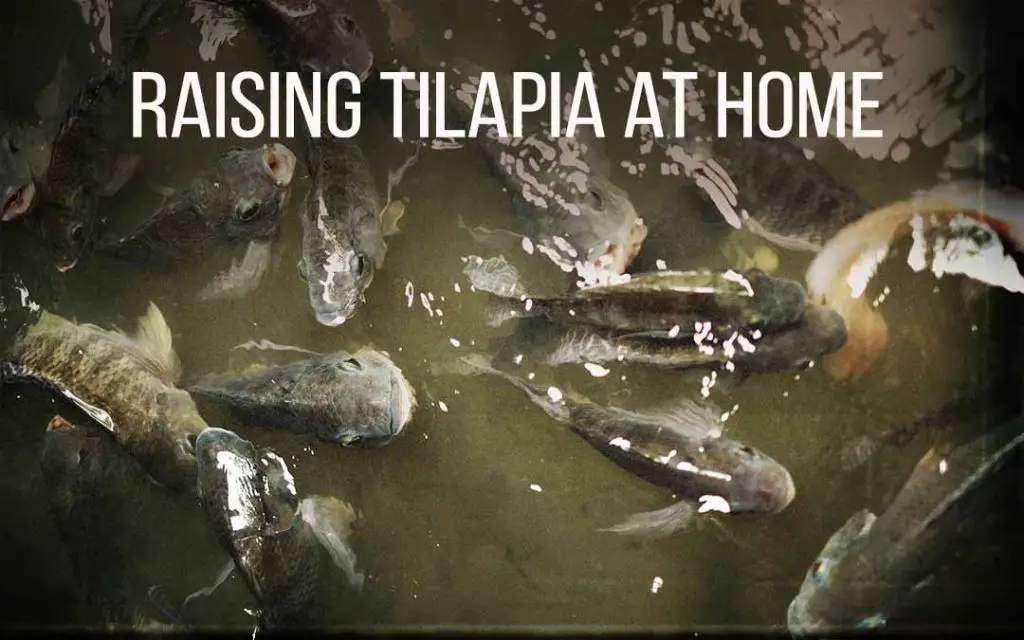 Raising Tilapia at Home (Homestead Farming for Food Independence